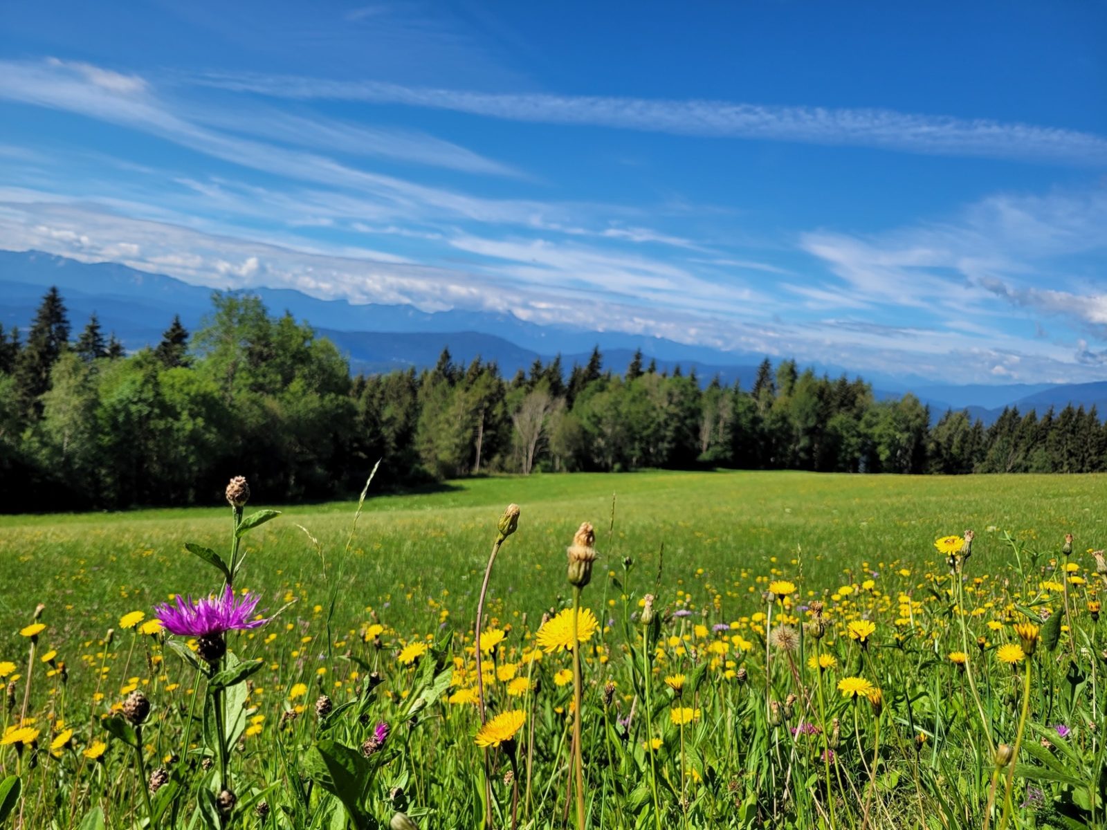 Blühende Almwiese mit Blick auf die Karawanken