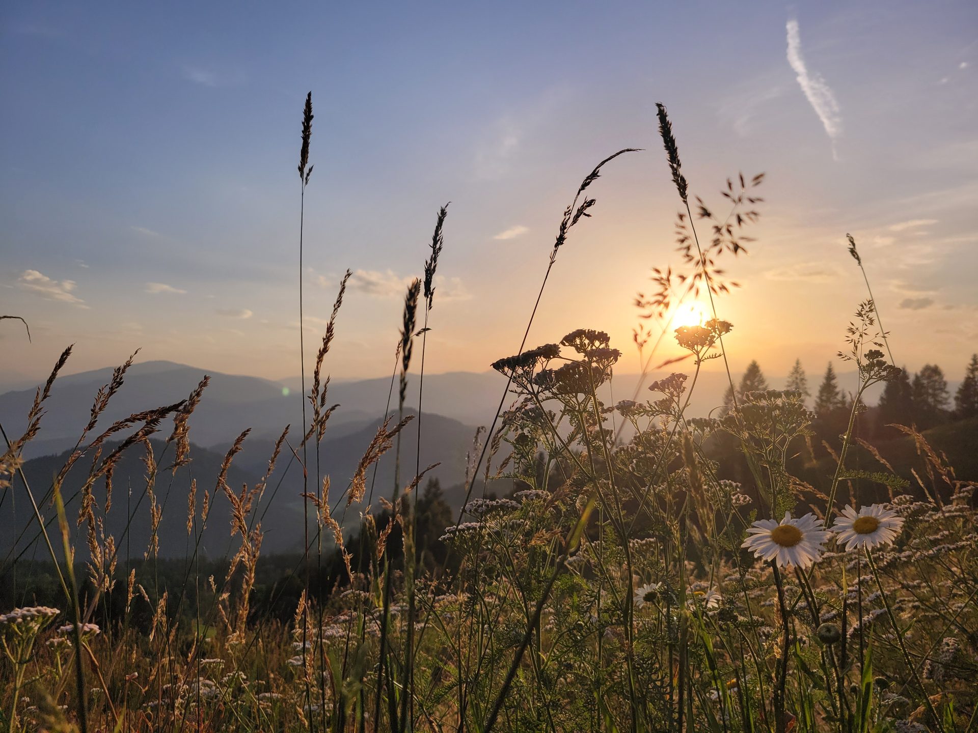 Sonnenuntergang über den Bergen mit Gräsern und Margeriten im Vordergrund – Simonhöhe, Kärnten
